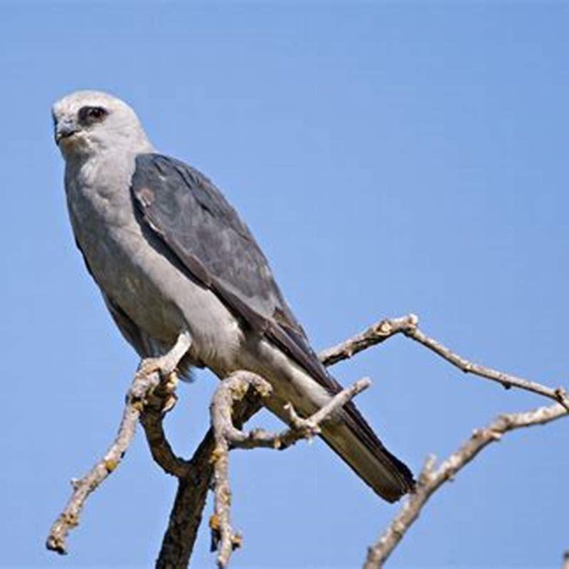 What do kite birds like to eat?