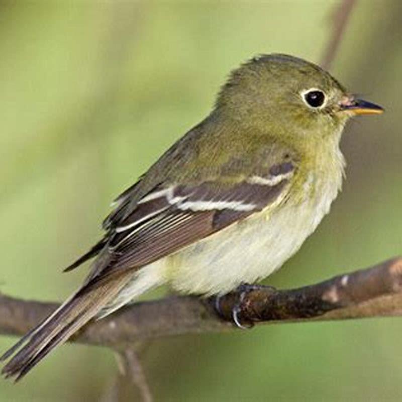 What do least flycatchers eat?
