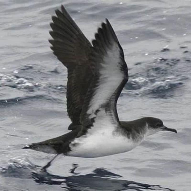 What do Manx shearwater eat? - DIY Seattle