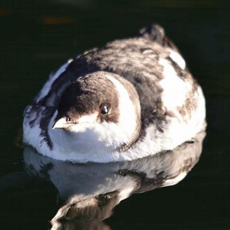 What do marbled murrelets do? - DIY Seattle