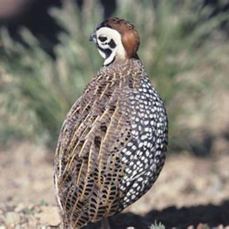 What do Mearns quail eat? - DIY Seattle