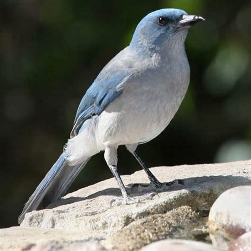 What do Mexican jays eat?