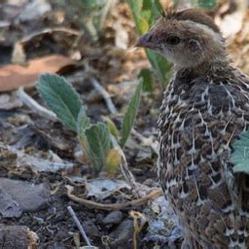 What do mountain quails eat? - DIY Seattle