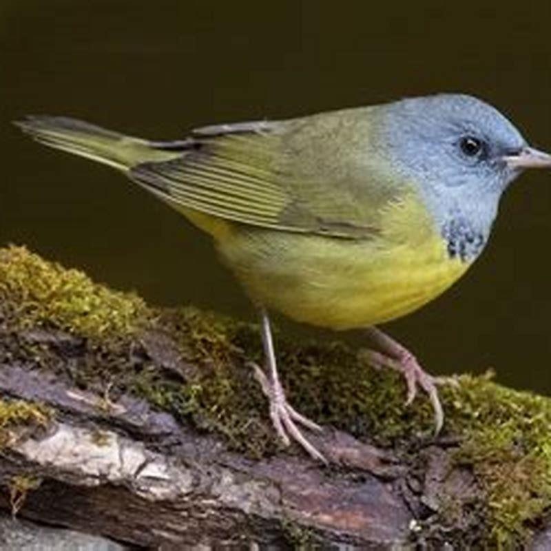 What do mourning warblers eat? - DIY Seattle