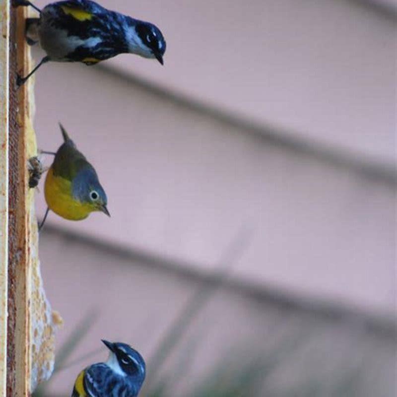What do Nashville Warblers eat?