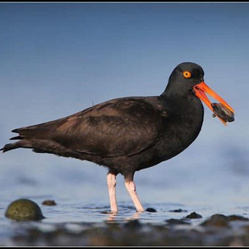 What do oystercatcher birds eat diy seattle