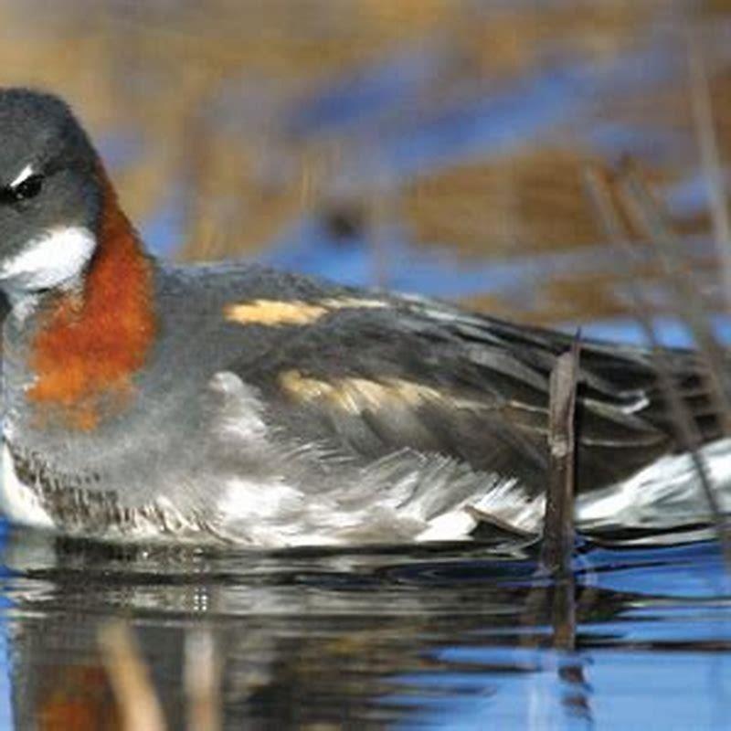 What do Phalarope eat?