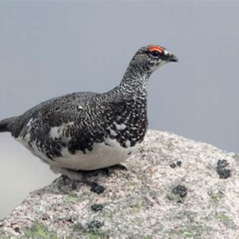 What do ptarmigans eat?