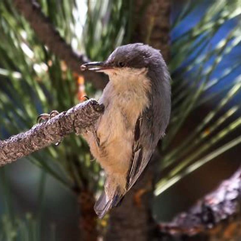 What do pygmy nuthatches eat? - DIY Seattle