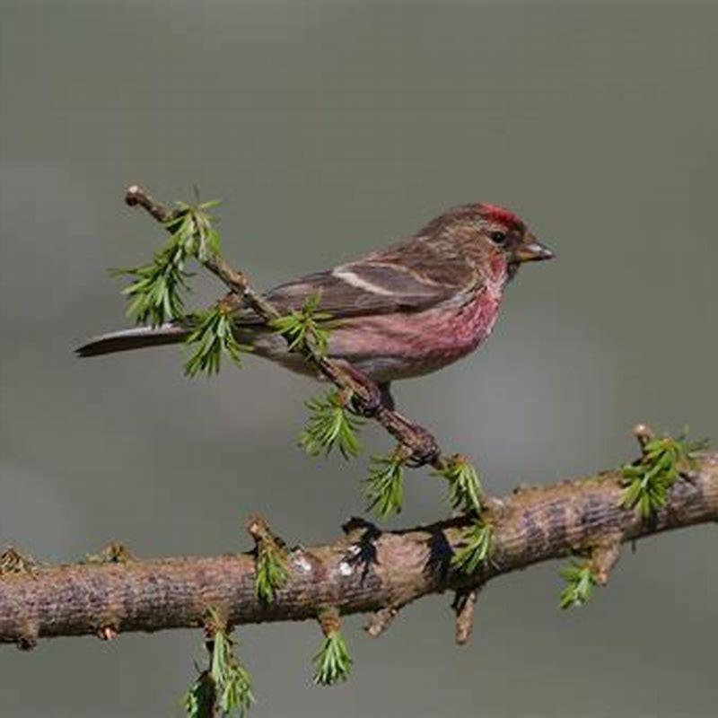 What do redpolls eat in winter?