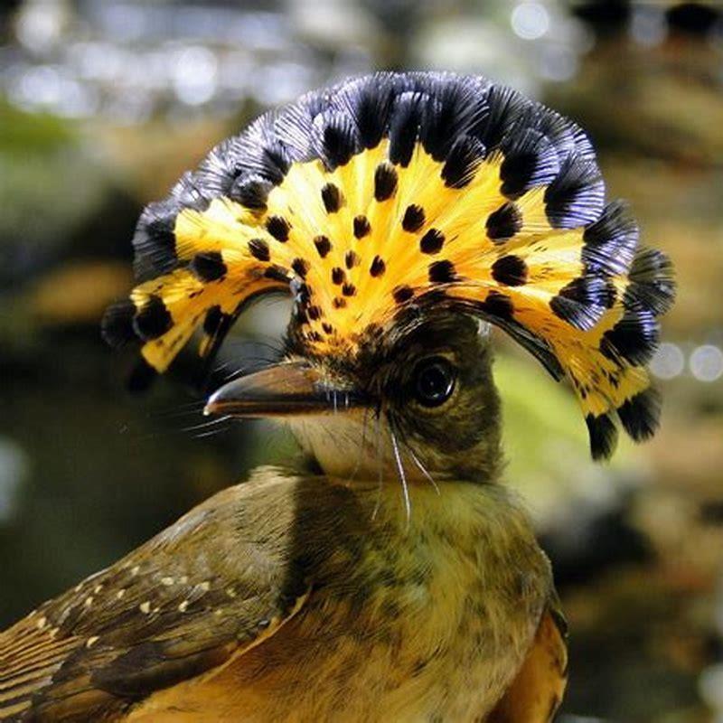What do royal flycatchers eat?