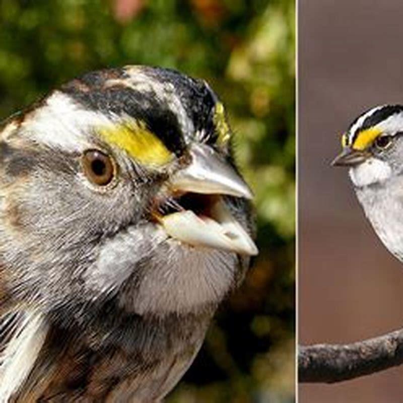 What do sharp tailed sparrows eat?