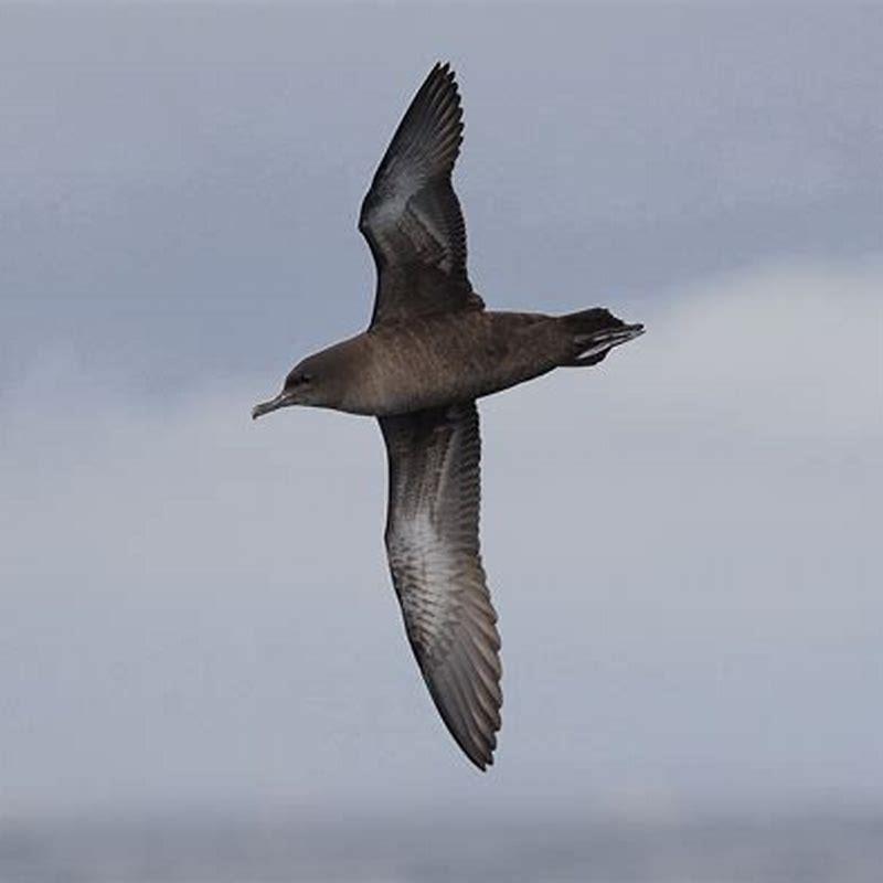What do short-tailed shearwater eat?