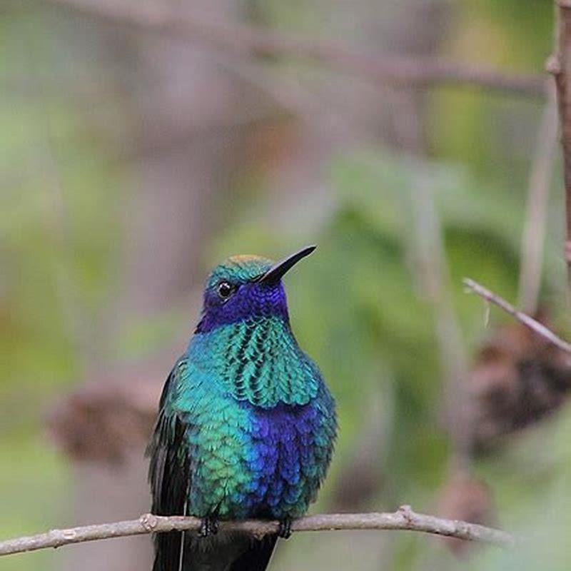 What do sparkling Violetear eat?