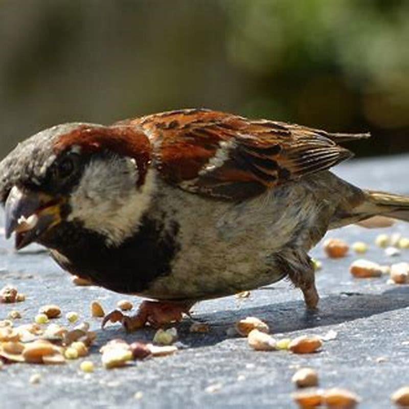 What do sparrow birds eat?