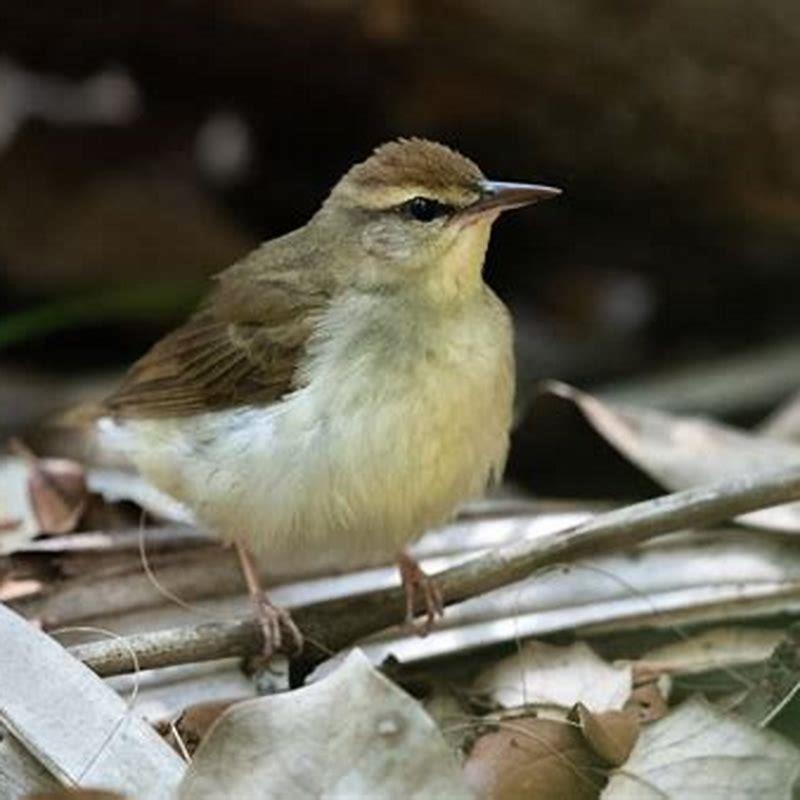 What do Swainson’s warblers eat?