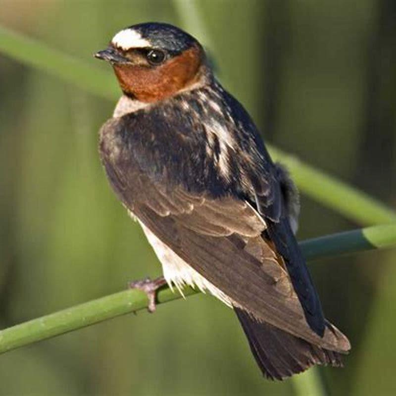 What do swallow birds do?