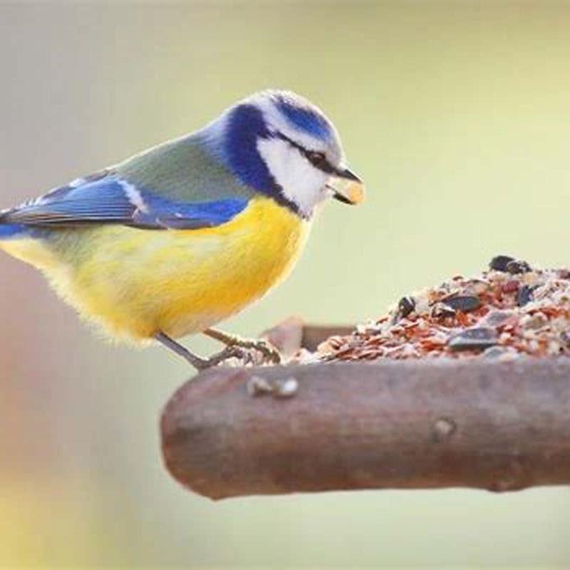 What Do Wild Birds Eat In The Wild DIY Seattle