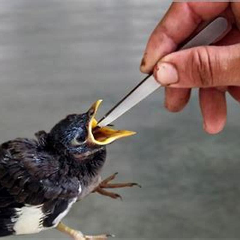 What do wild little birds eat?