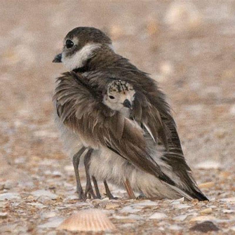 What do Wilson’s plovers eat?