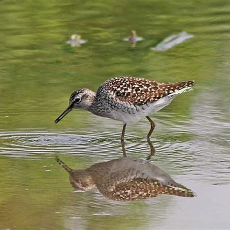 What do wood sandpipers eat? - DIY Seattle