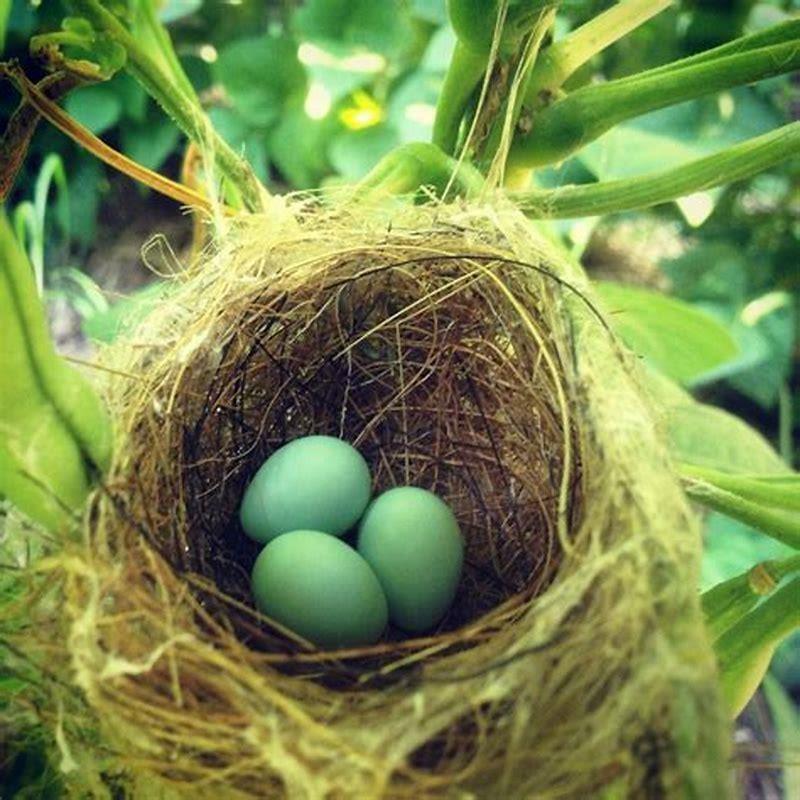 What do you do if a bird makes a nest in your plant?