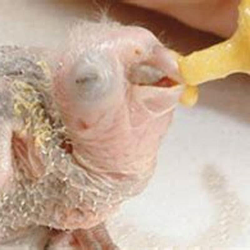 What do you feed a baby bird by hand?