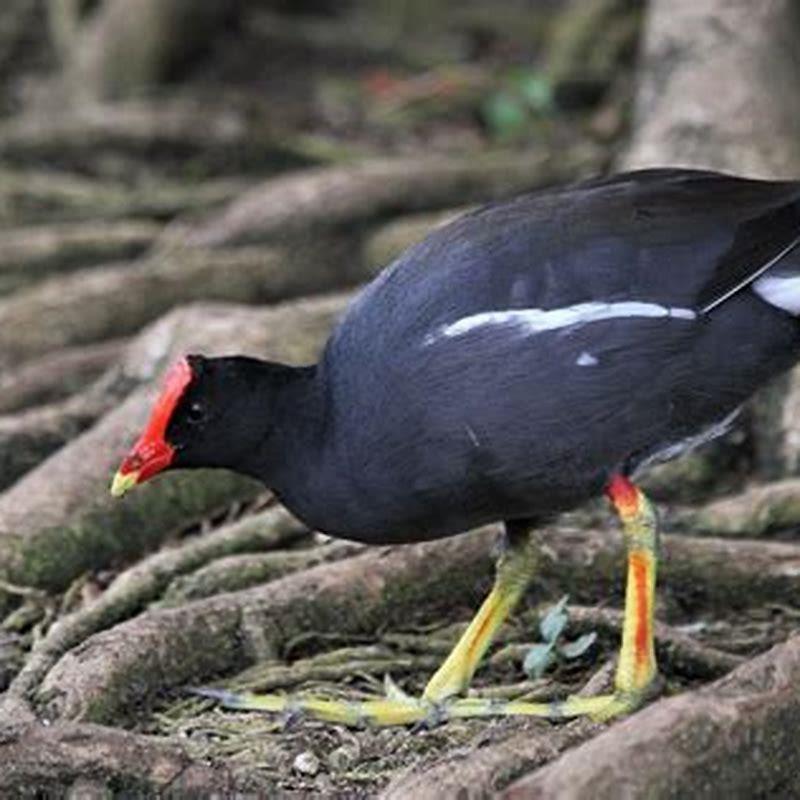 What do you feed a gallinule?
