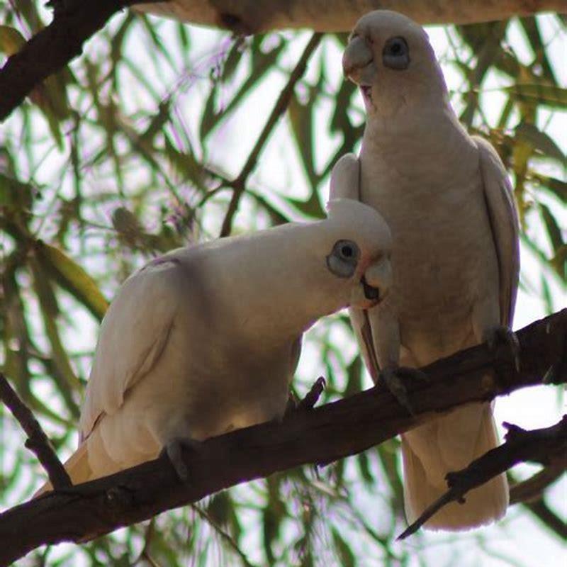 What do you feed a little Corella?