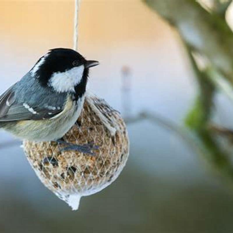 What do you feed birds in the winter from the kitchen?