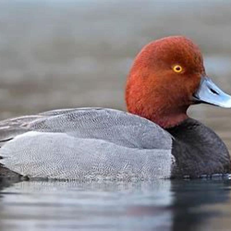 What do you mean by Redhead?