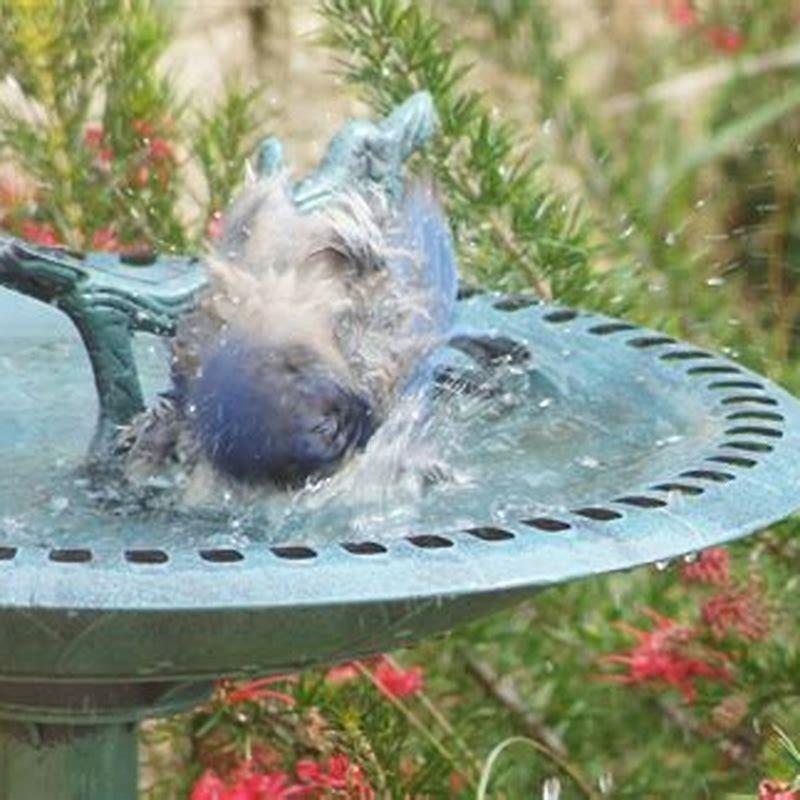What do you put in the middle of a bird bath?