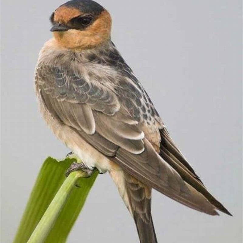 What Does A Big Swarm Of Birds Mean DIY Seattle