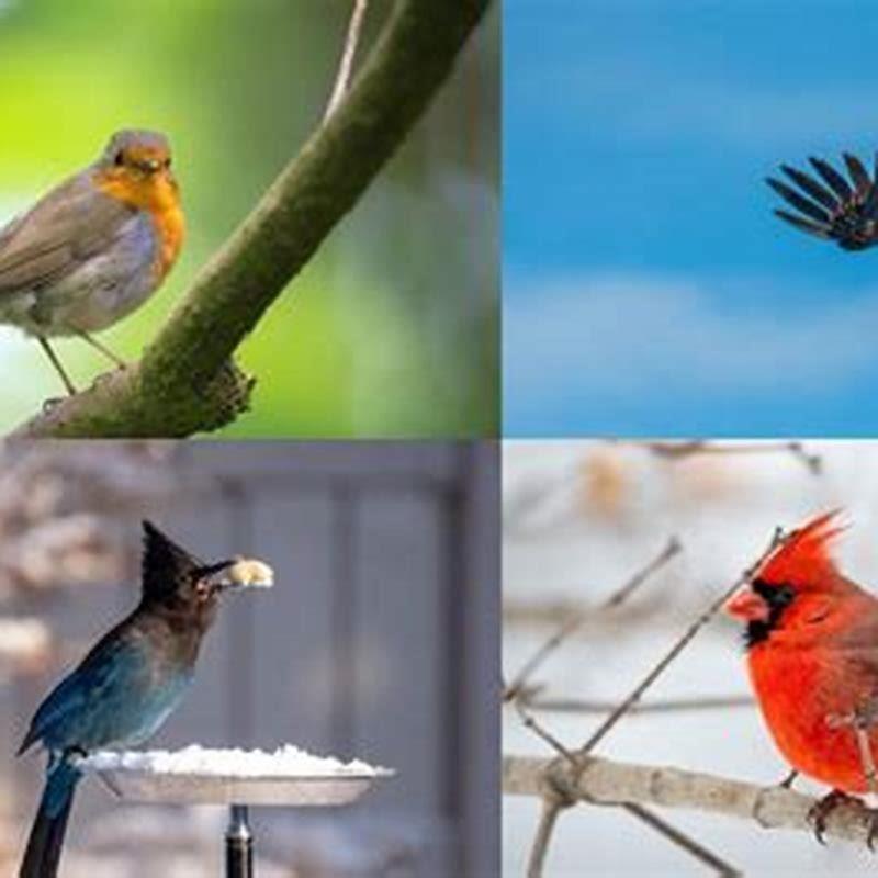 What does a bird on a wire symbolize? - DIY Seattle