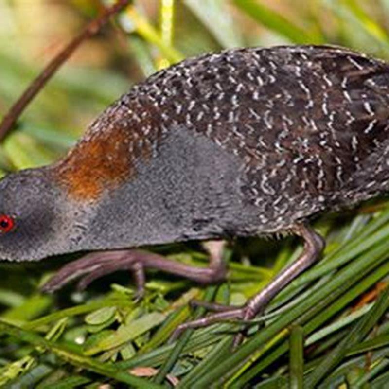 What does a black rail bird look like?
