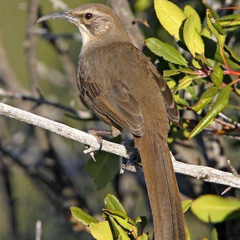 What does a California thrasher eat?