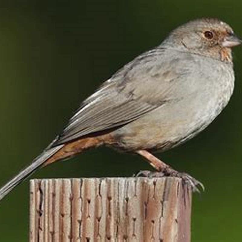 what-does-a-california-towhee-eat-diy-seattle