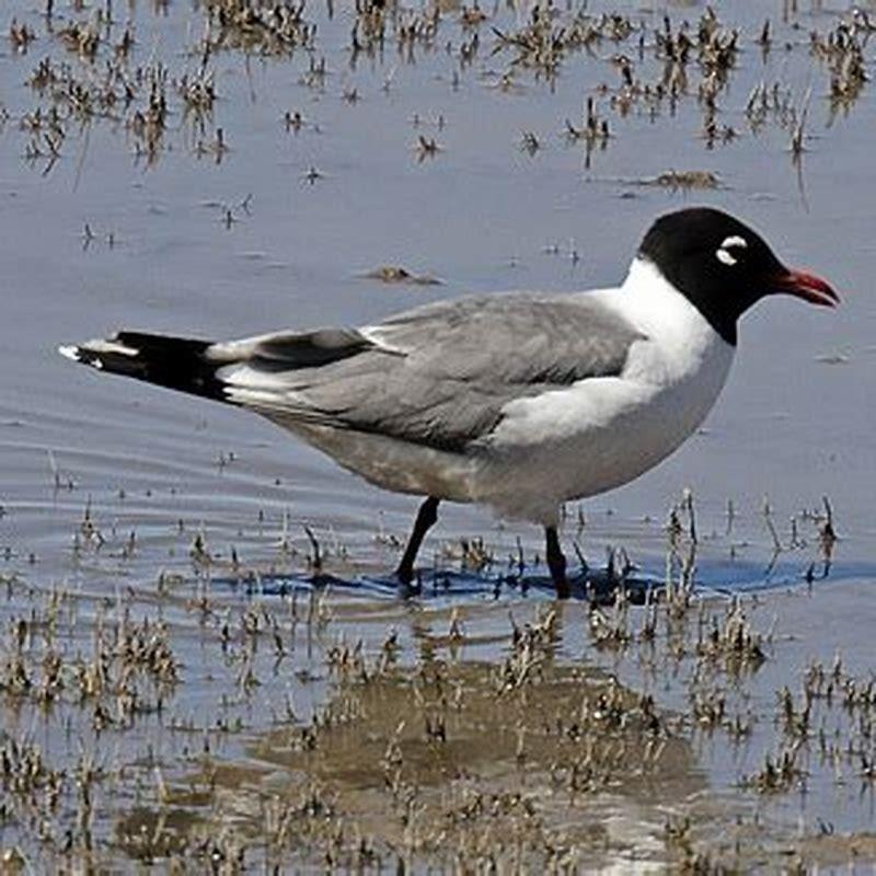 What does a Franklin gull look like?