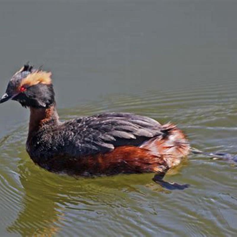What does a Horned Grebe look like?