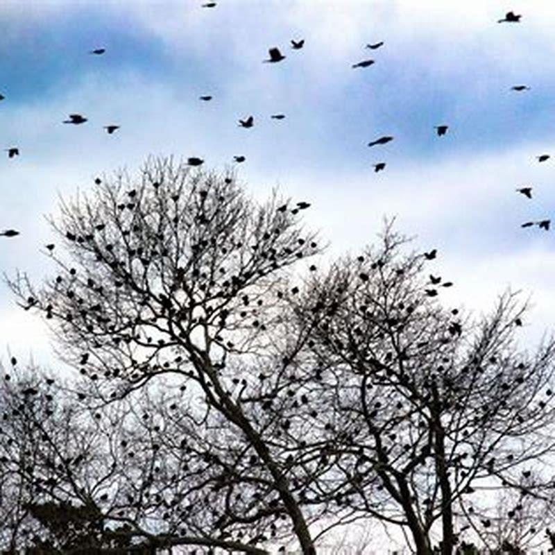 what-does-a-huge-flock-of-blackbirds-mean-diy-seattle