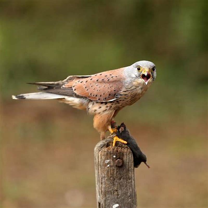 What does a kestrel feed on?