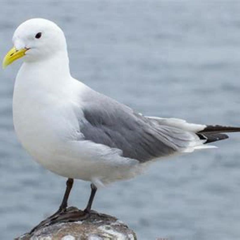 What does a kittiwake bird eat?