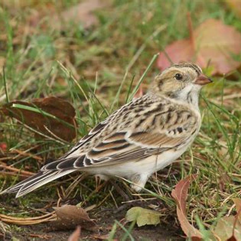What does a Lapland Longspur look like?