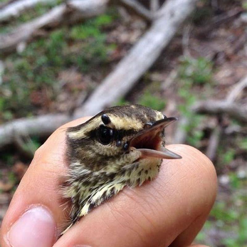 What does a northern Waterthrush look like?