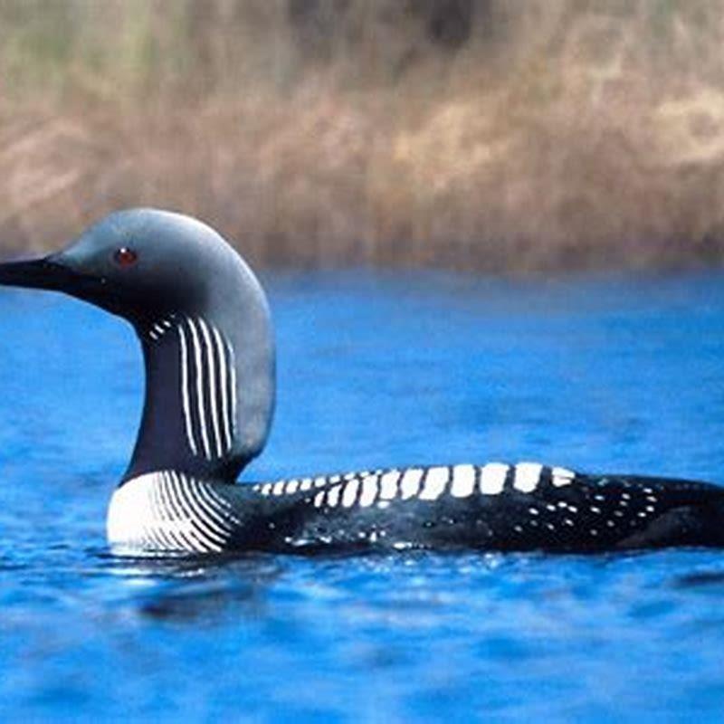 What Does A Pacific Loon Eat DIY Seattle