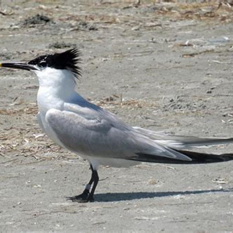 what-does-a-sandwich-tern-look-like-diy-seattle