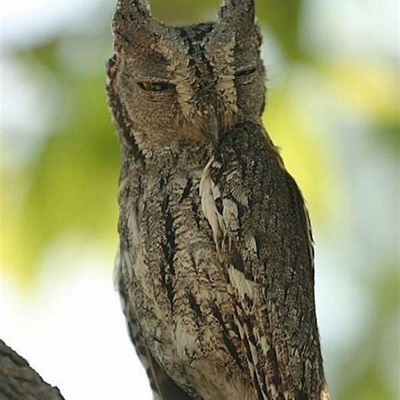 what-does-a-scops-owl-look-like-diy-seattle