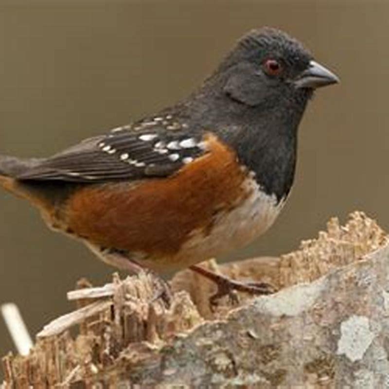 What does a spotted towhee eat?