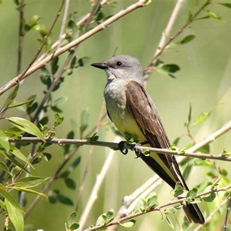 What does a Western kingbird eat? - DIY Seattle