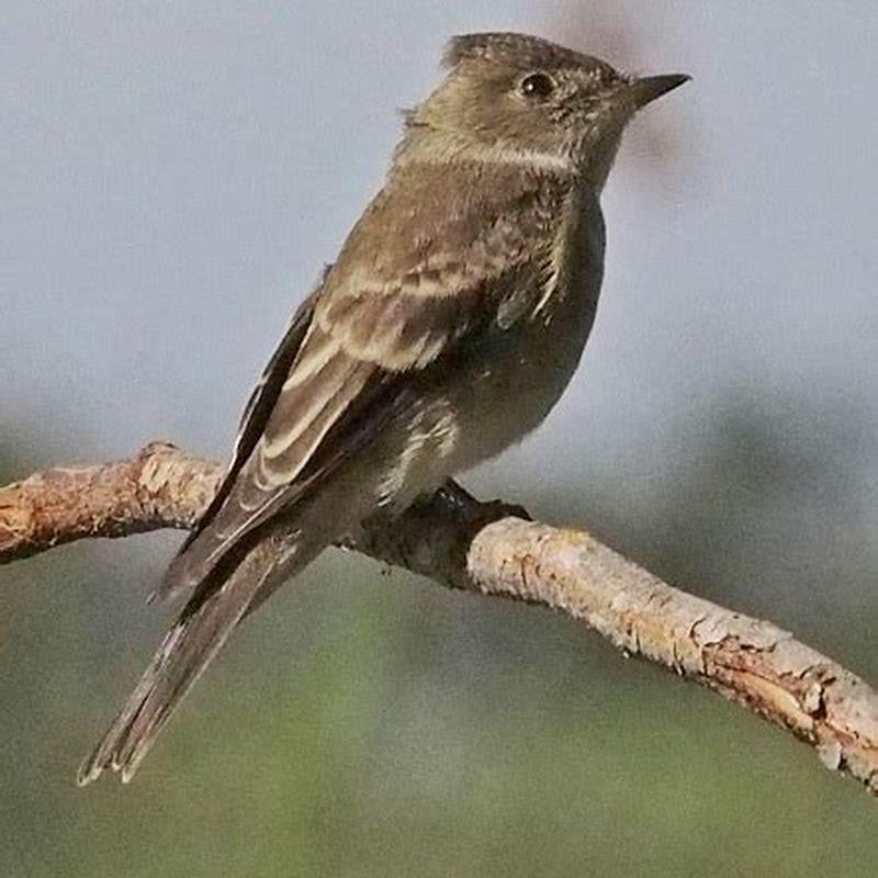 What does a Western Wood-Pewee sound like?